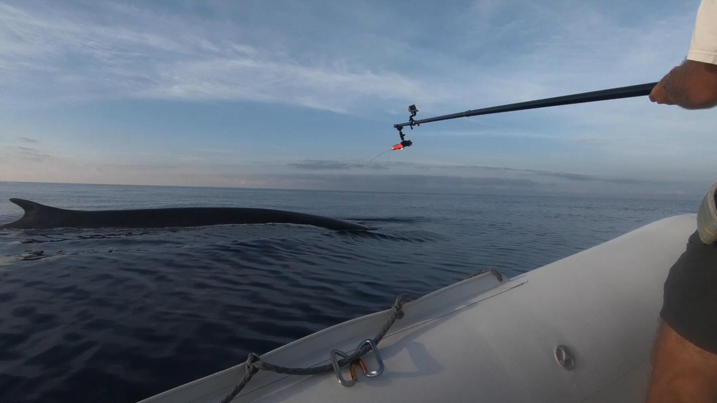 Un expert marin du WWF France pose une balise sur le dos d'un rorqual commun (Balaenoptera physalus)