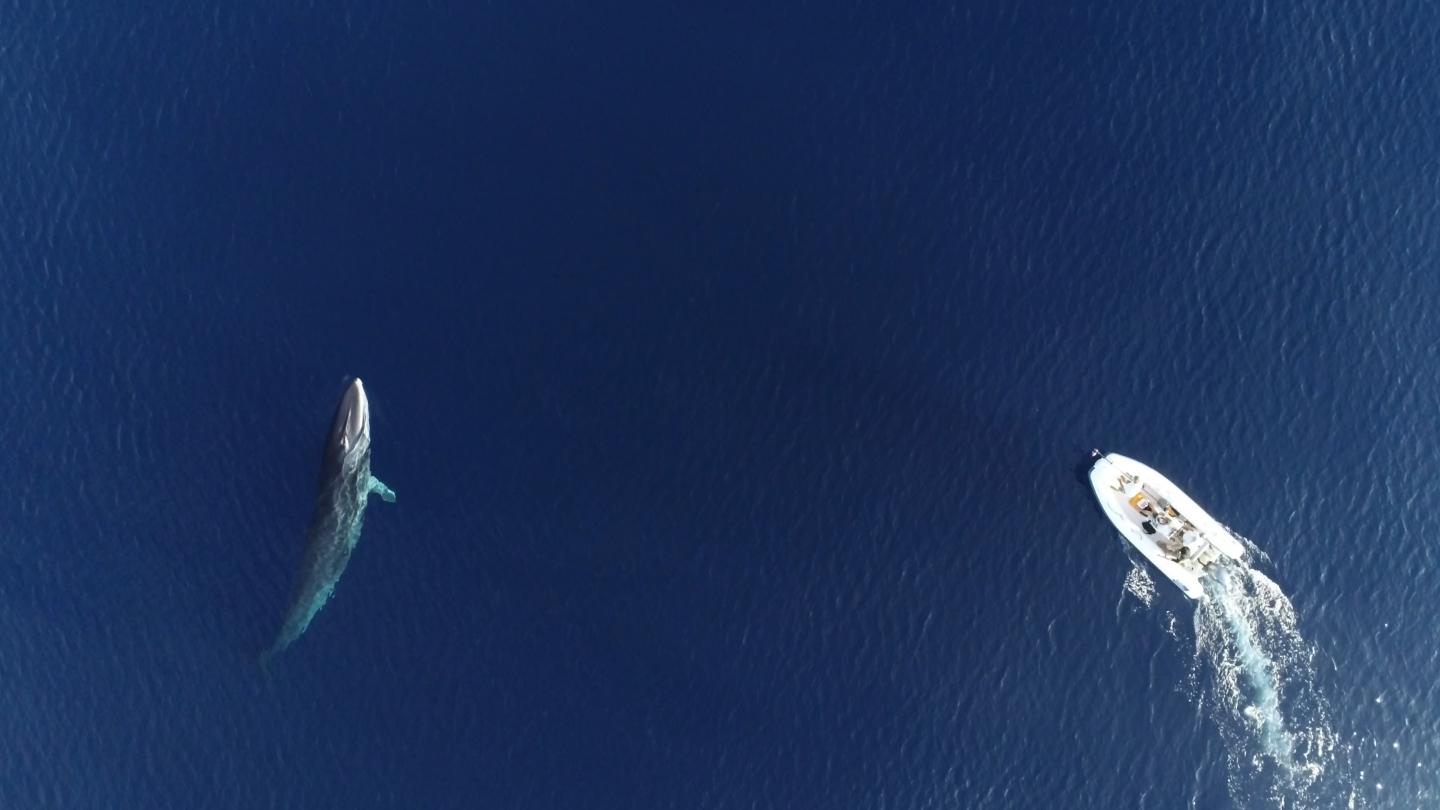 Rencontre entre les équipes d'experts marins du WWF et un rorqual commun (Balaenoptera physalus)