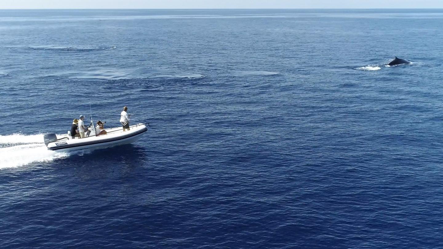 Les scientifiques du WWF suivent un rorqual commun en pneumatique pour pouvoir poser une balise sur le cétacé.