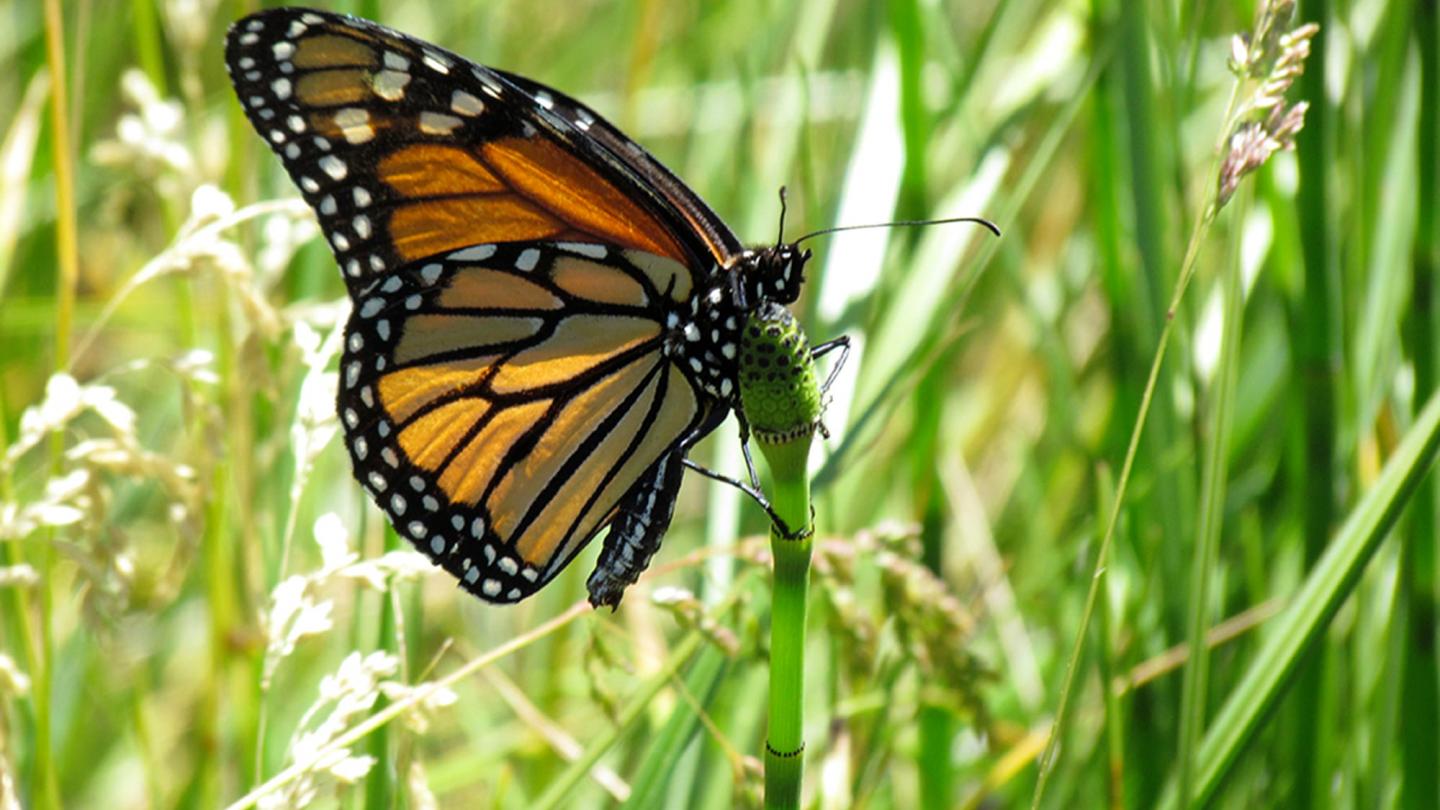 Un papillon monarque au parc national Yosemite en Californie, une petite halte sur son parcours migratoire.