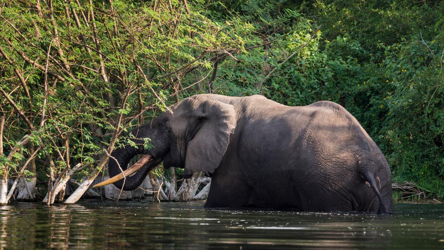 Un éléphant adulte se rafraîchissant dans le parc national du Virunga de la République Démocratique du Congo.
