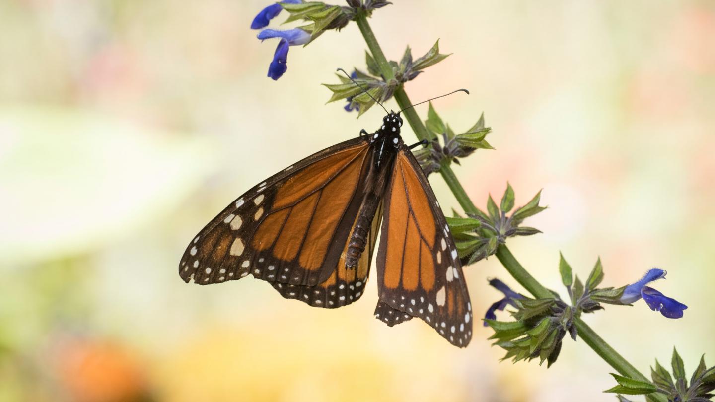Papillon monarque (Danaus plexippus) dans le sanctuaire El Rosario au Mexique