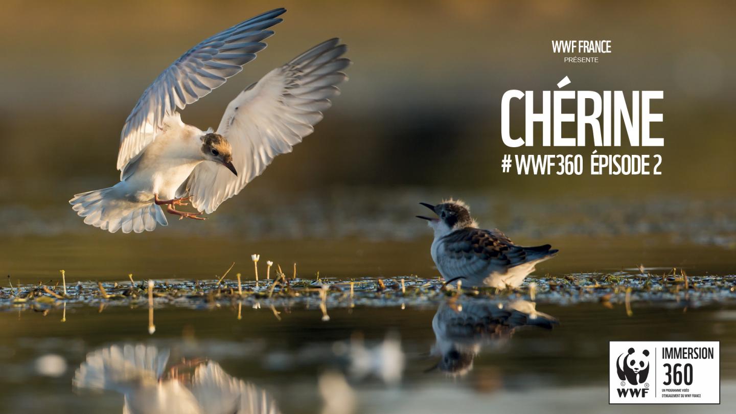 Découvrez le deuxième épisode de WWF 360 dans la Réserve Naturelle de Chérine.