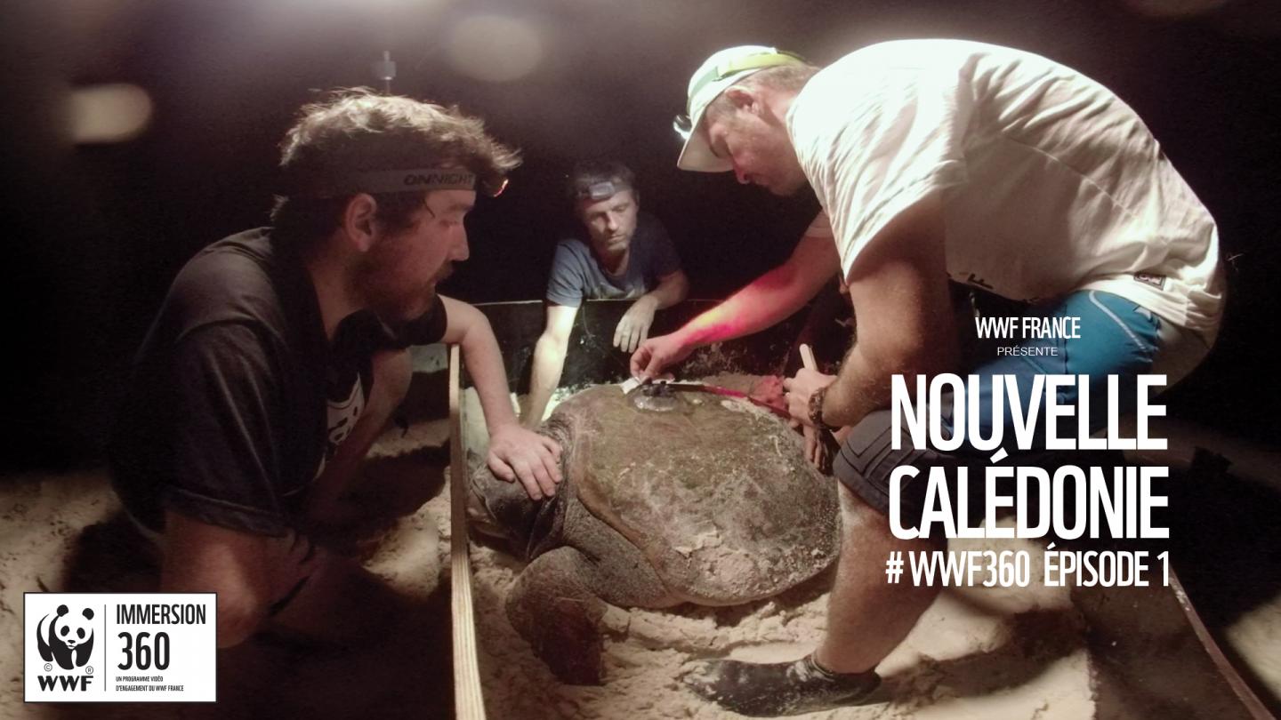 Découvrez le premier épisode de WWF Immersion 360 en Nouvelle-Calédonie.