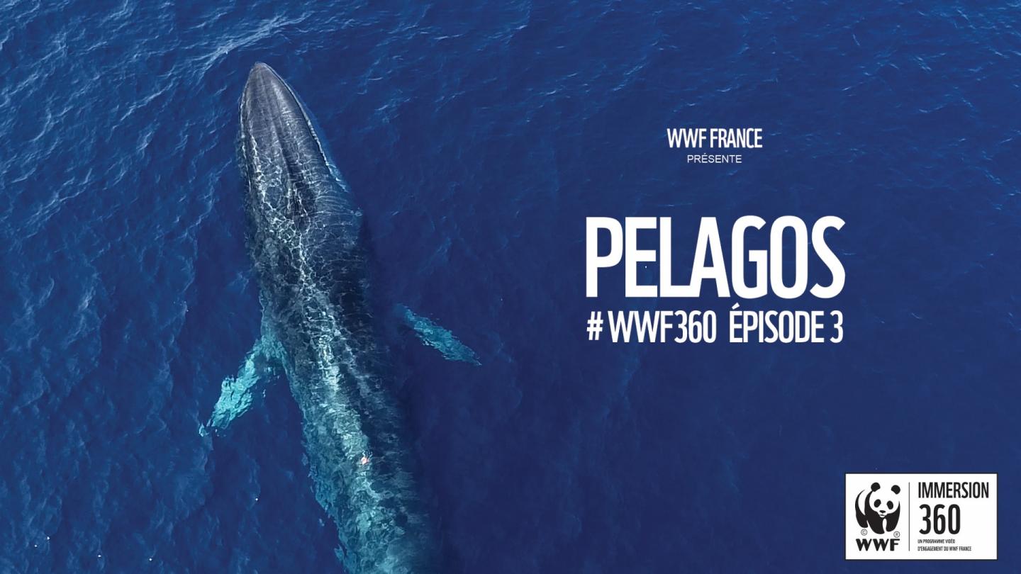 Vue aérienne d'un rorqual (Balaenoptera physalus) commun dans le Sanctuaire Pelagos, Méditerranée.