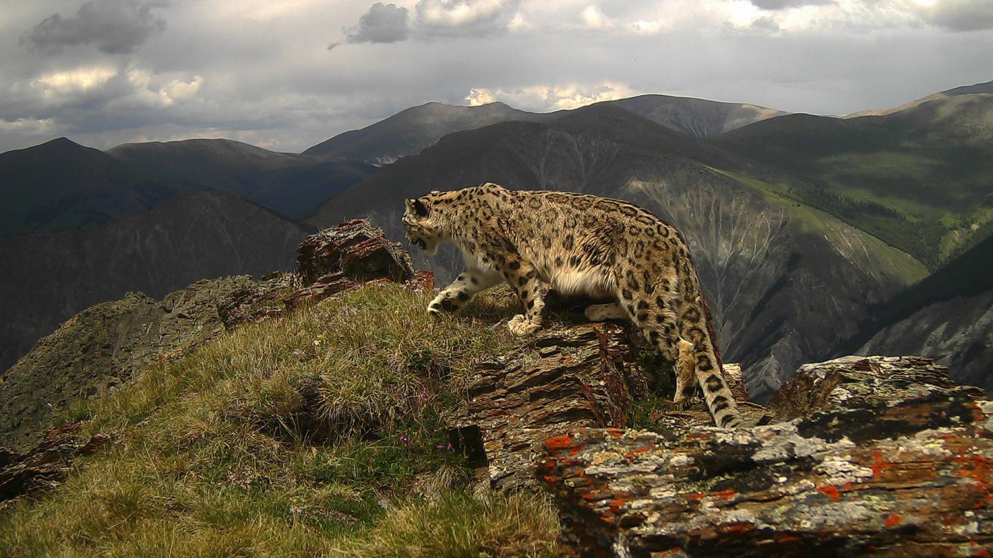 Piège photographique d'un léopard des neiges (Panthera Uncia) en Russie