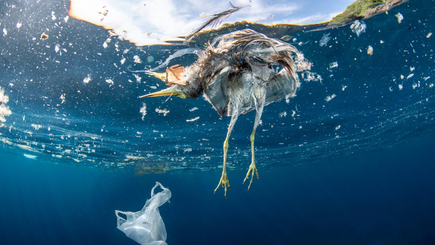 Un oiseau mort après avoir ingéré du plastique