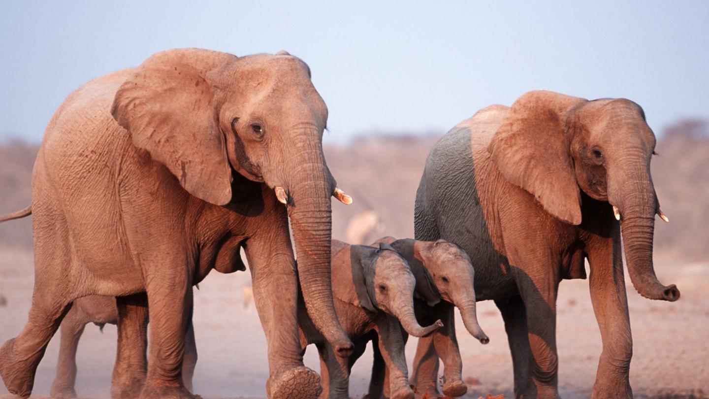 Une famille d'éléphants africains (loxodonta africana) au parc National Etosha en Namibie