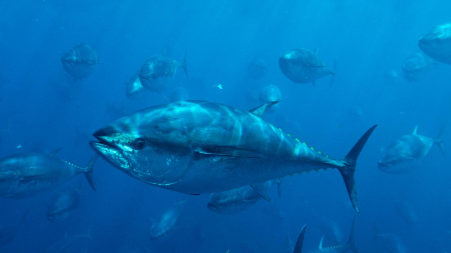 Un banc de thons rouges du Mexique (Thunnus thynnus)