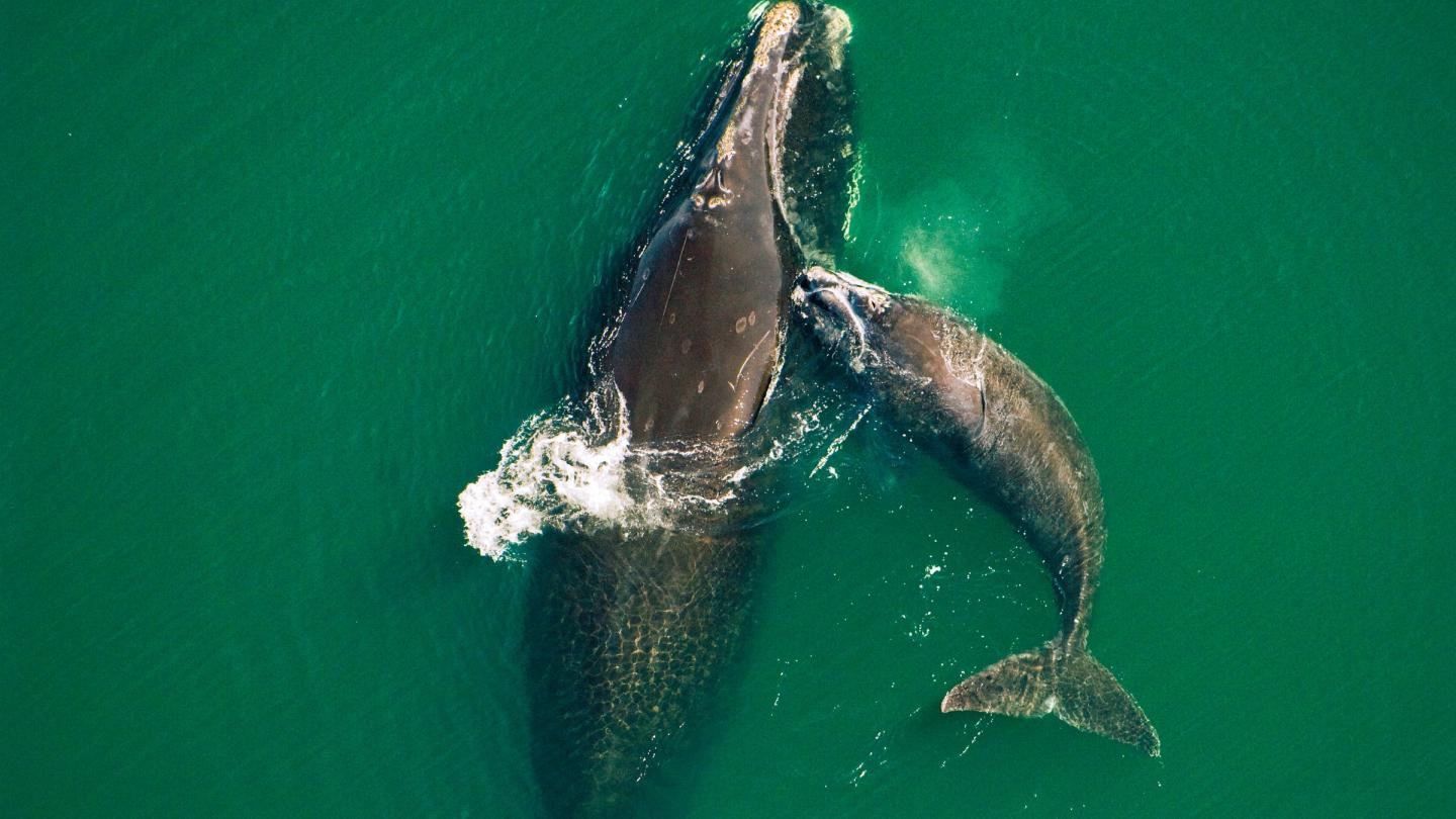 Une baleine noire (Eubalaena glacialis) et son baleineau nageant au large de la côte atlantique de la Floride.