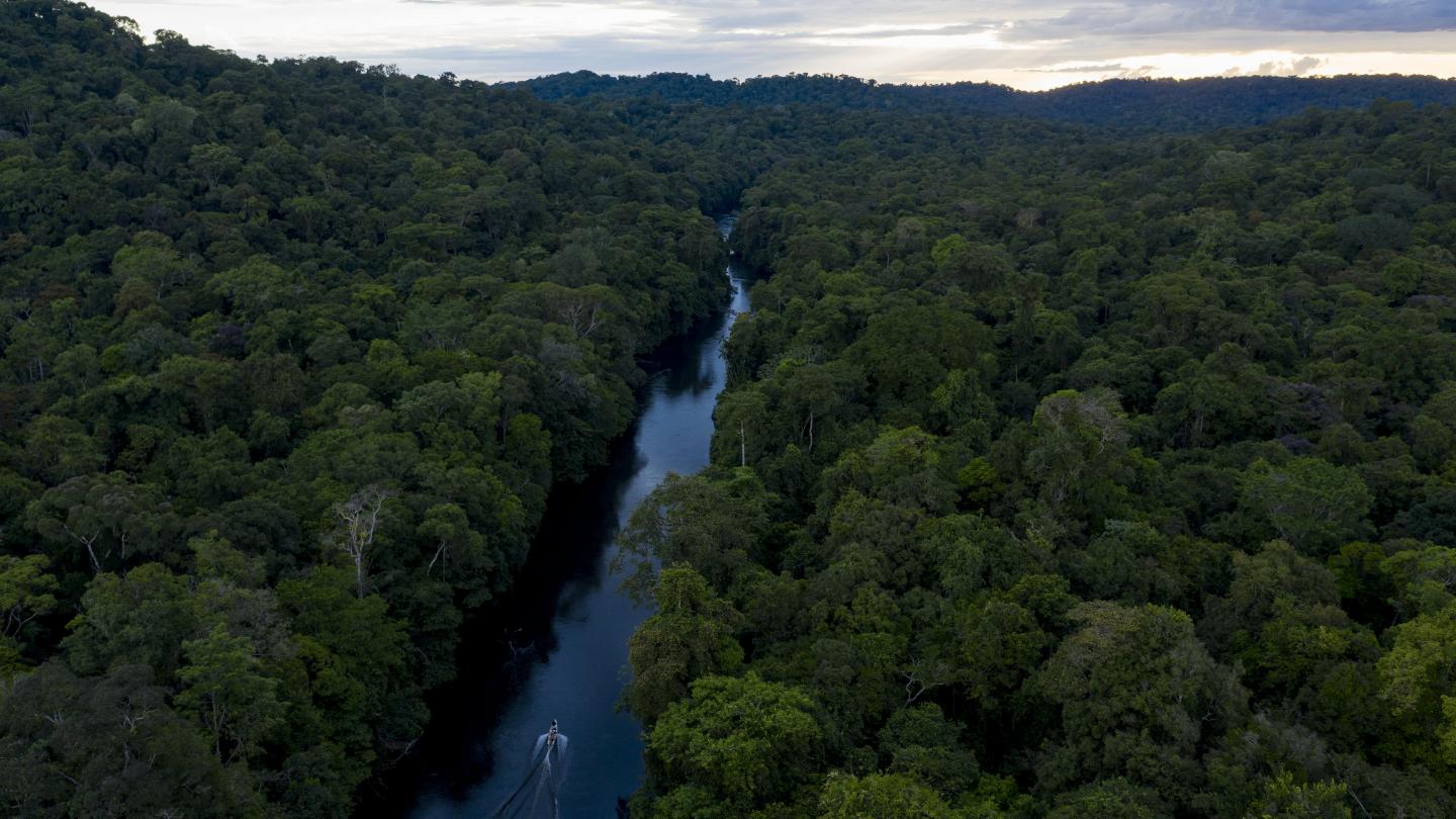 Vue aérienne de la forêt de Guyane