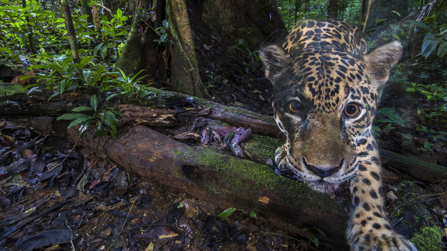 Durant la Mission Jaguar Guyane, l'animal fait face à la caméra trap dans son environnement naturel.