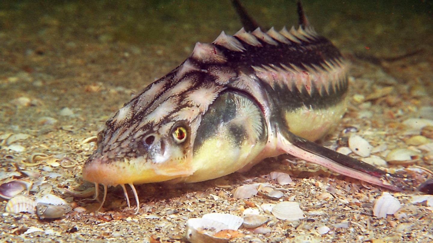 Esturgeon russe (Acipenser gueldenstaedtii) dans le golfe de Tendra en Ukraine