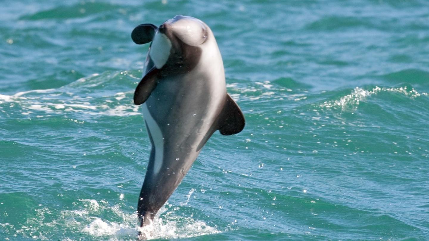 Dauphin Maui de Nouvelle-Zélande qui saute hors de l'eau
