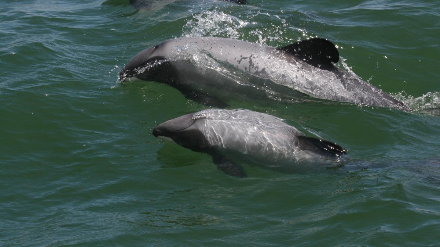 Une mère et son enfant dauphins Maui (Cephalorhynchus hectori maui) dans les eaux de Nouvelle-Zélande