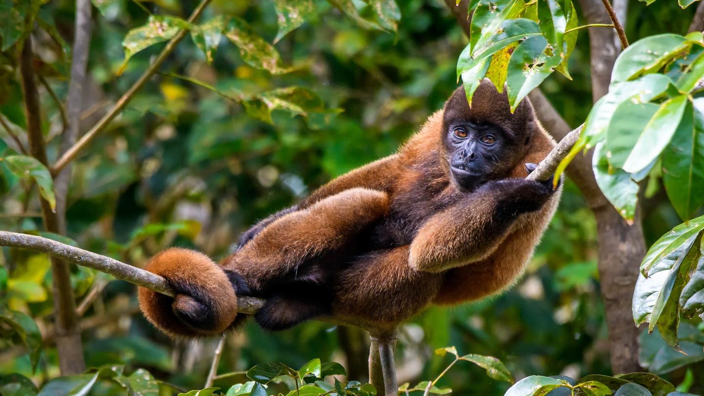 Un lagotriche commun (Lagothrix lagotricha) dans la Réserve nationale Pacaya-Samiriaa au Pérou.