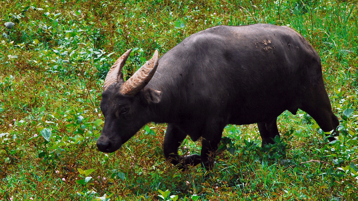 Le buffle Tamarau (Bubalus mindorensis) dans les Philippines.