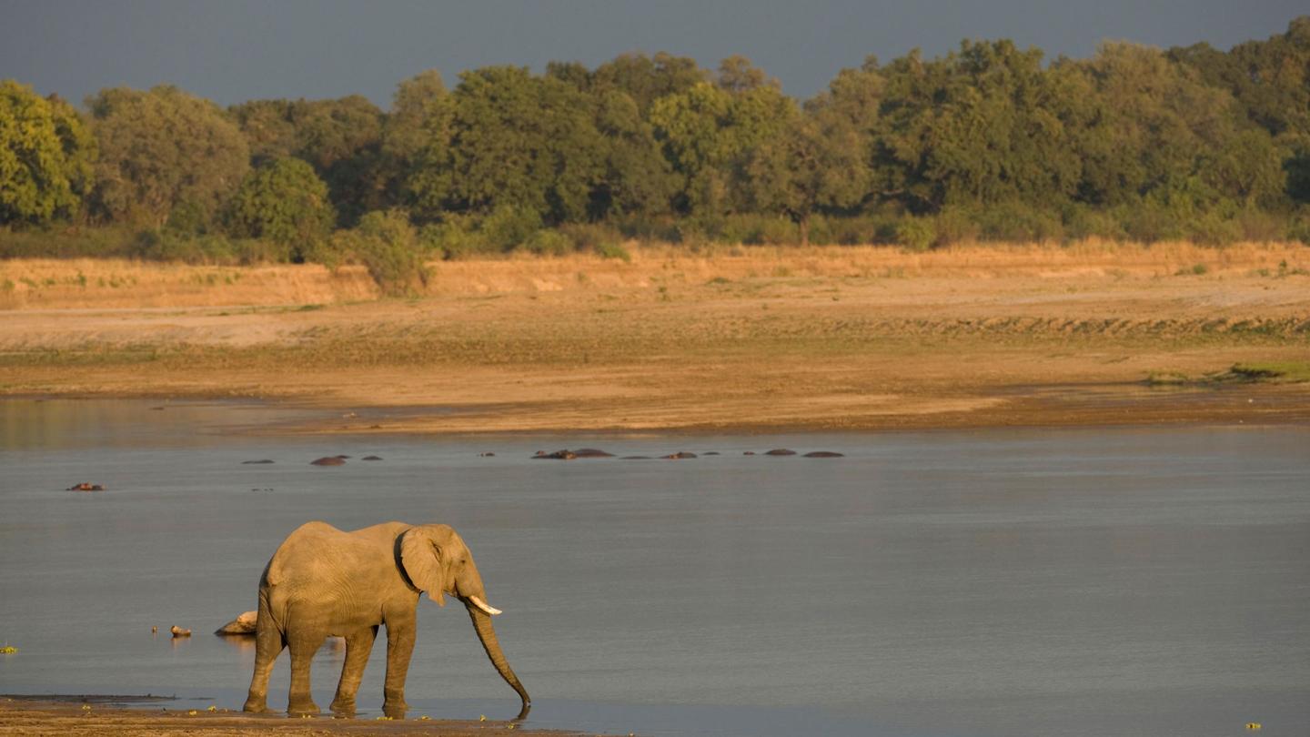 Un éléphant qui s'abreuve dans la rivière Luangwa en Zambie.