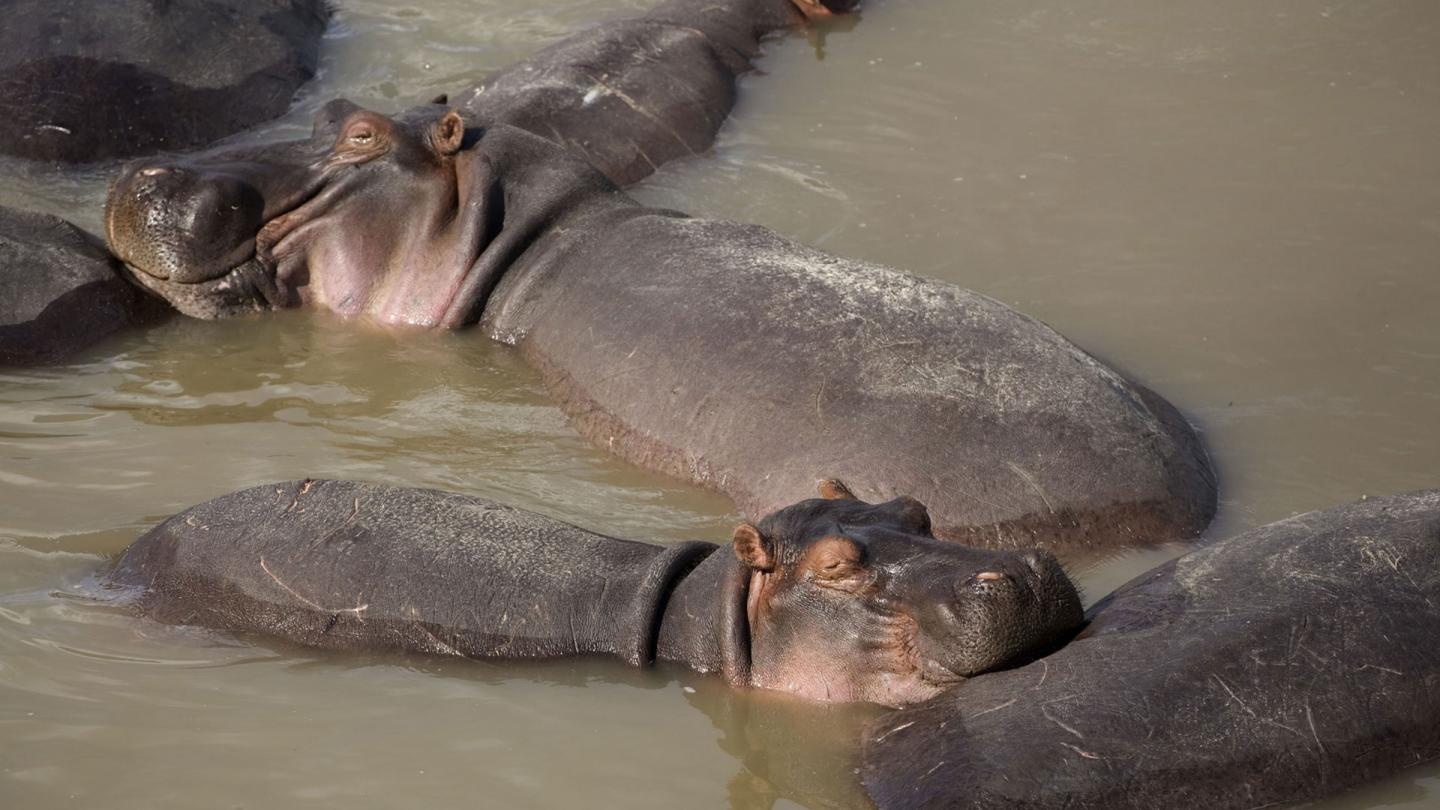 Hippopotame (Hippopotamus amphibius) dans la rivière Luangwa au parc national Luangwa, Zambie 