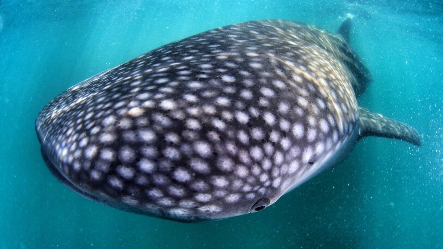 Un requin baleine (Rhincodon typus) au Mexique