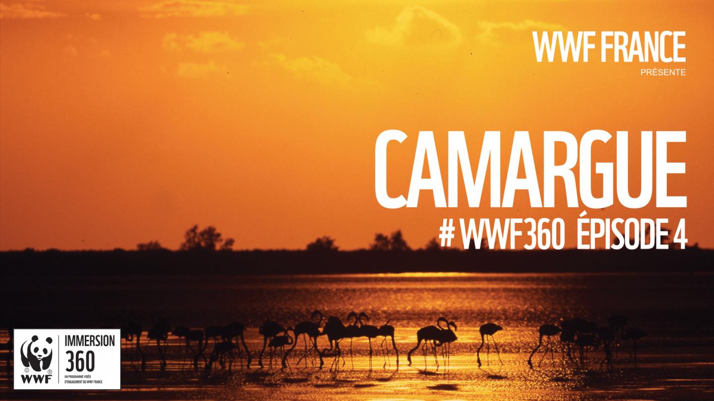 Découvrez l'épisode 4 de WWF Immersion 360 en Camargue
