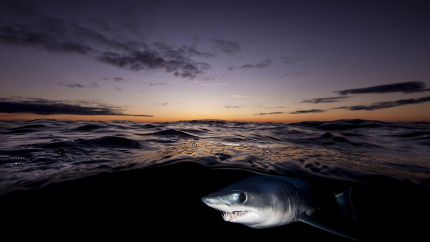 Un requin-taupe bleu (Isurus oxyrinchus) ou requin mako à la surface au lever du soleil près des côtes d'Auckland, Nouvelle-Zélande.