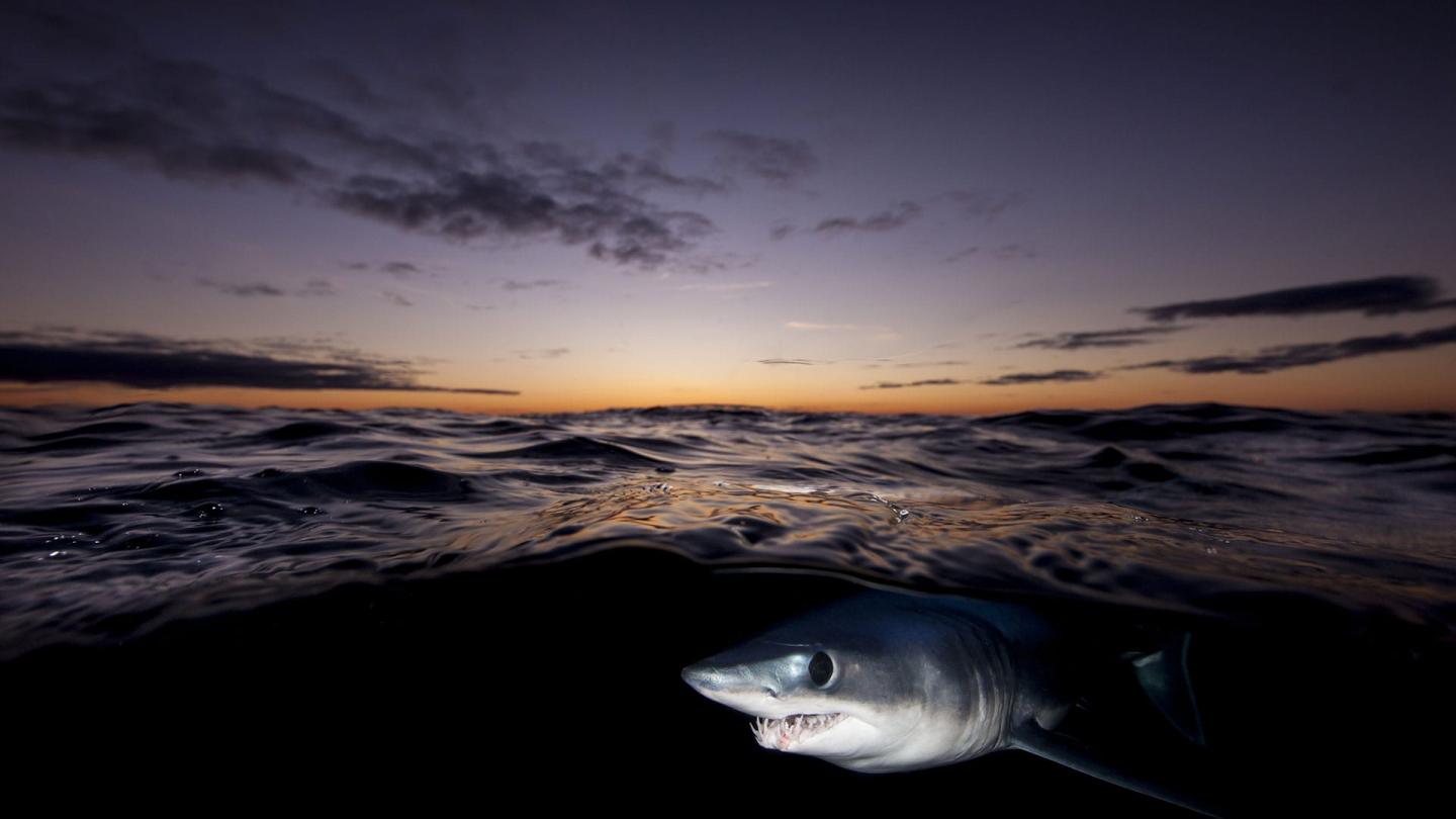 Quand la préservation du grand requin blanc menace la loutre de