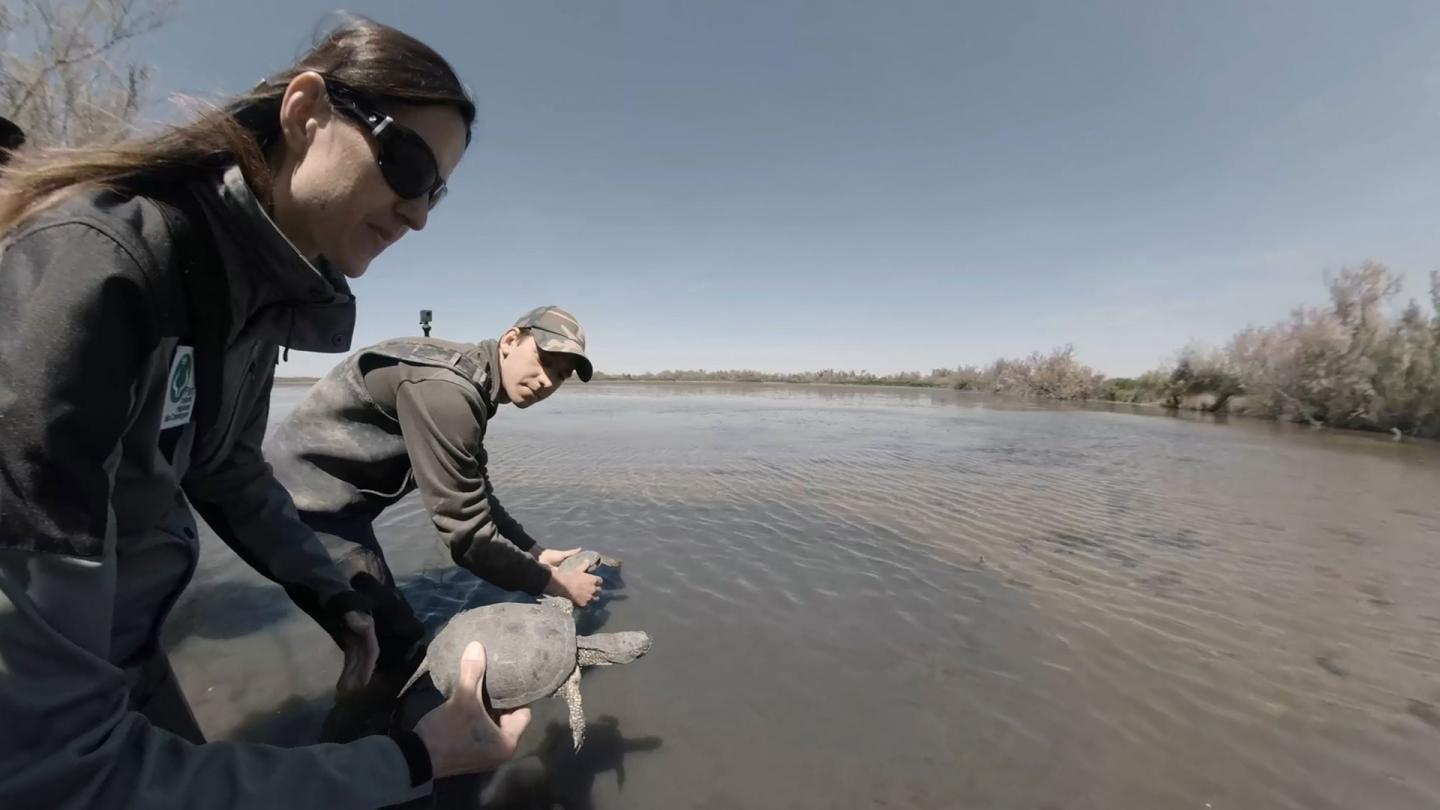 Suivi de cistudes (Emys orbicularis) en Camargue, France