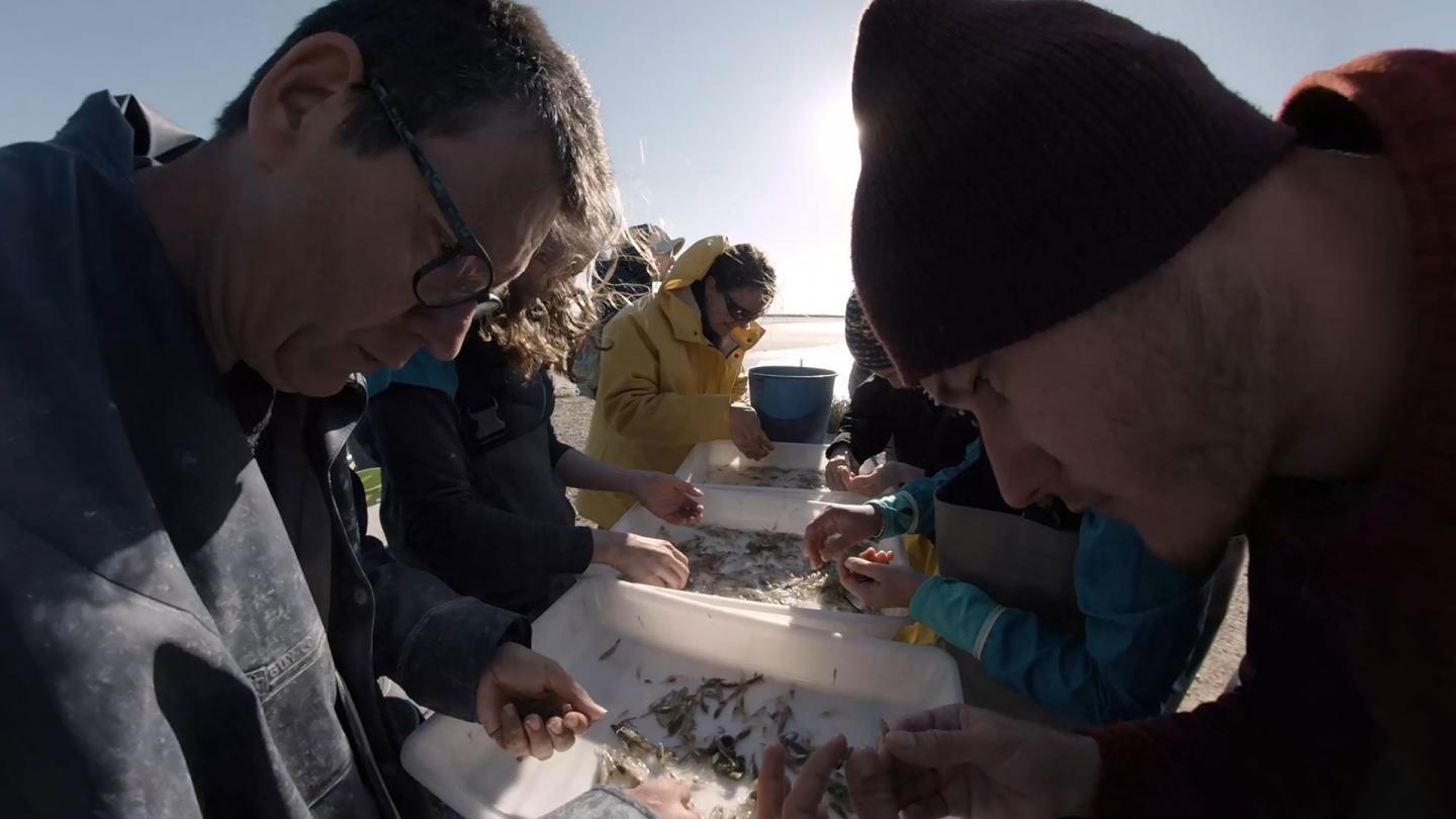 Suivi des espèces de poissons lors d'une pêche scientifique dans les Étangs et Marais Salins de Camargue, France.