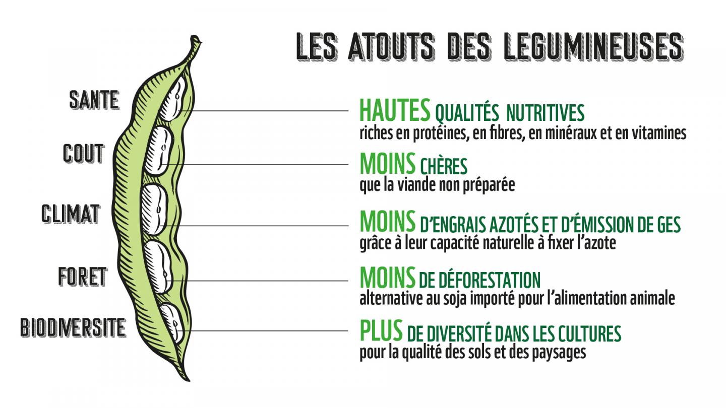 Les cinq grands atouts des légumineuses pour notre santé, notre portefeuille, le climat, les forêtset la biodiversité.