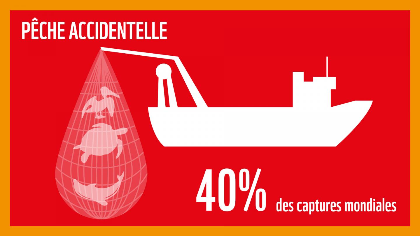 La pêche accidentelle : l'une des cinq grandes menaces induites par notre consommation de produits de la mer sur les océans