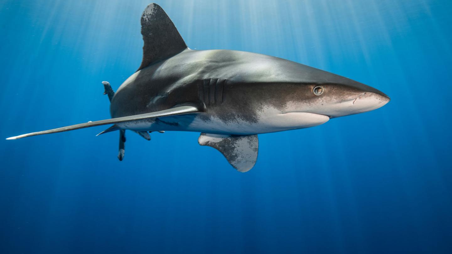 Un requin longimane (Carcharhinus longimanus) dans les eaux de la Mer Rouge, Egypte.