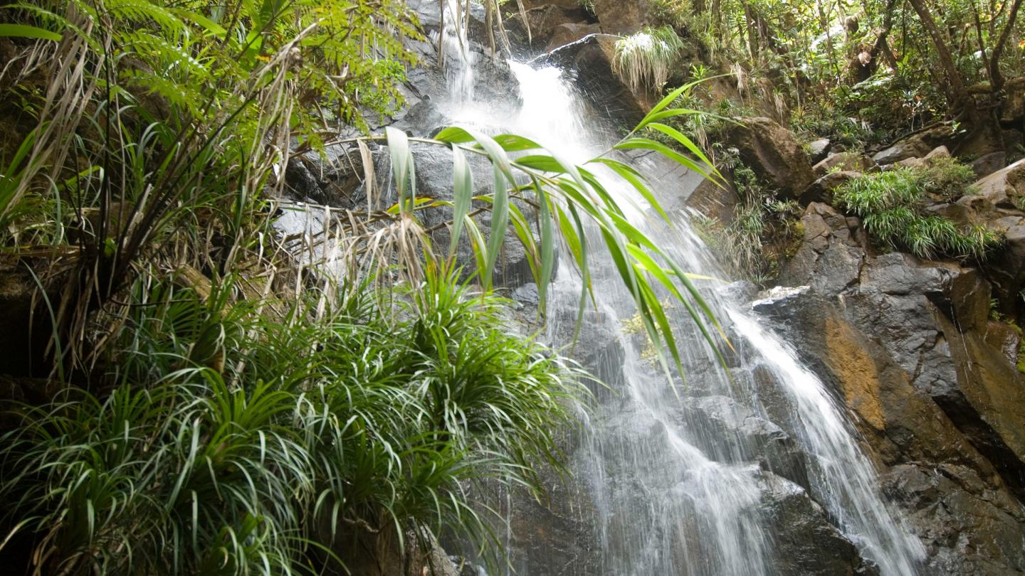 Chute de la Rivière Bleue traversant la forêt calédonienne (Nouvelle-Calédonie)