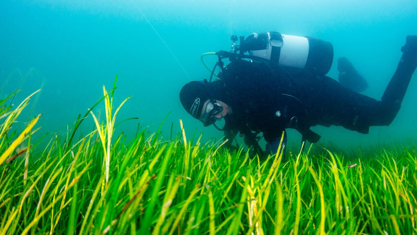Des plongeurs volontaires du Projet Seagrass ramassent des graines de plantes marines au fond de la mer. Porthdinllaen, Pays de Galles. Royaume-Uni.