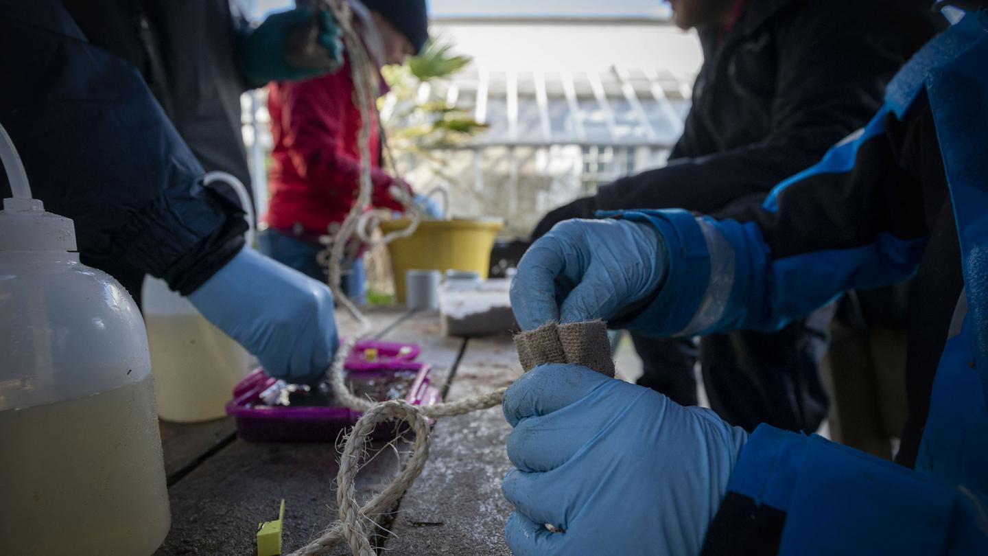 L'équipe et les bénévoles de l'université de Swansea  préparent le dispositif de graines d'herbiers marins. Ils attachent des sacs de graines d'herbiers marins et de sable à des lignes de corde.