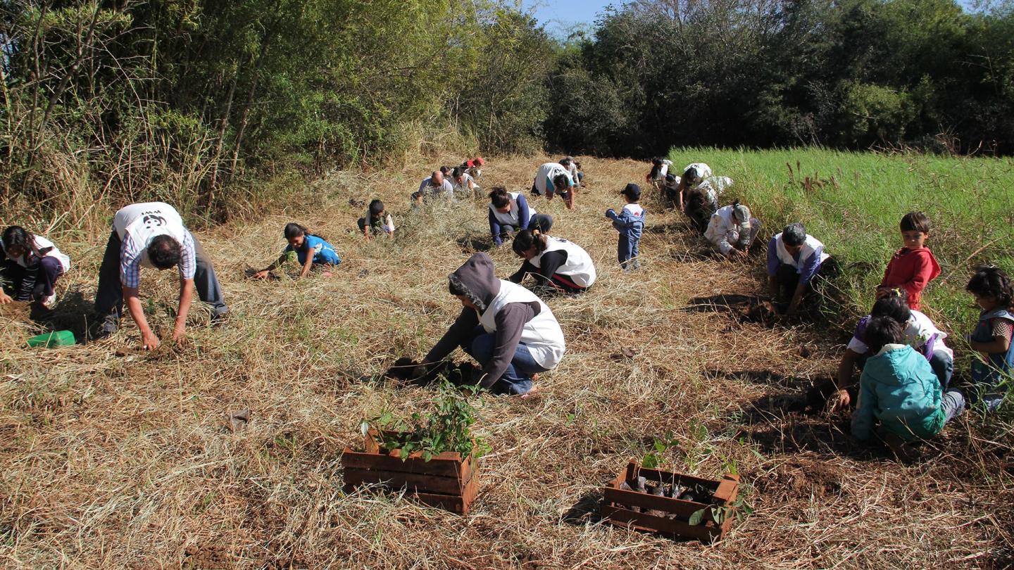 Opération de plantation d'arbres, forêt atlantique, Haut Paraná 