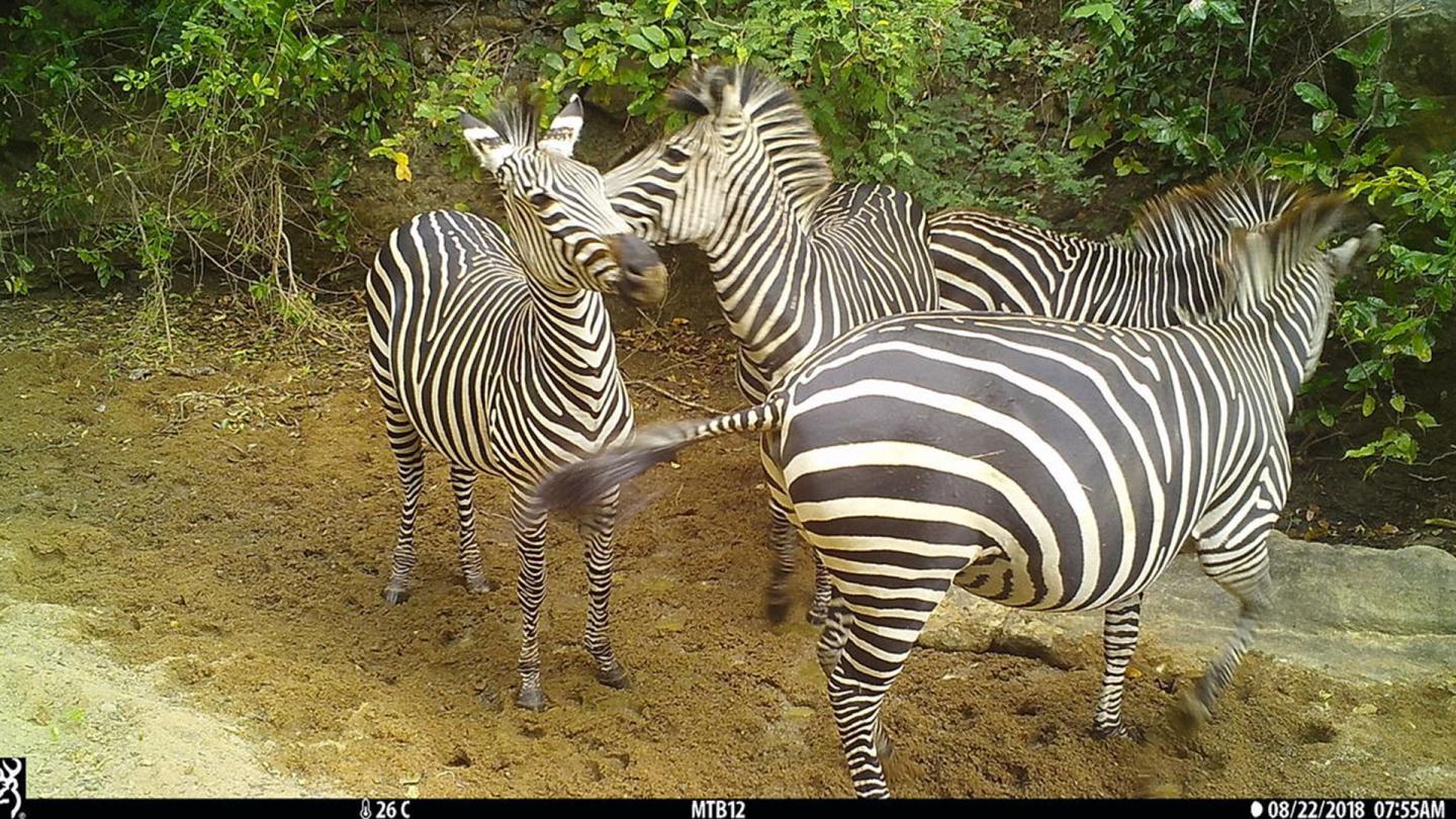 Troupeau de zèbres à un point d'eau dans la réserve de Selous, capturé par un piège à caméra