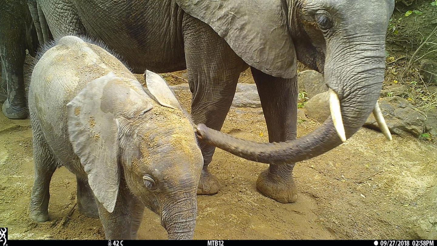 Une femelle éléphant avec son petit à un point d'eau dans la réserve de Selous