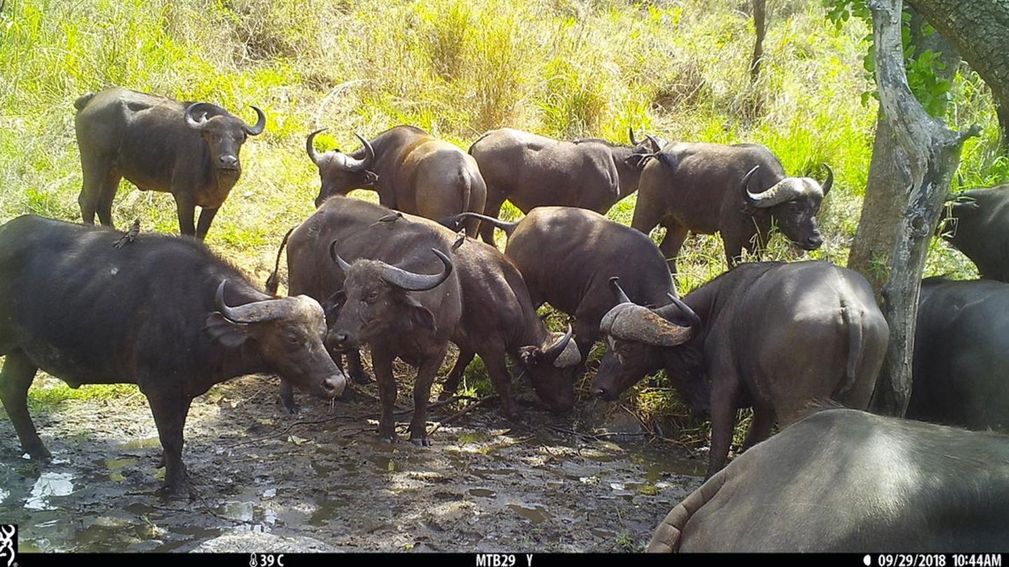 Image d'un groupe de buffles pris au piège par une caméra dans un trou d'eau de la réserve de Selous