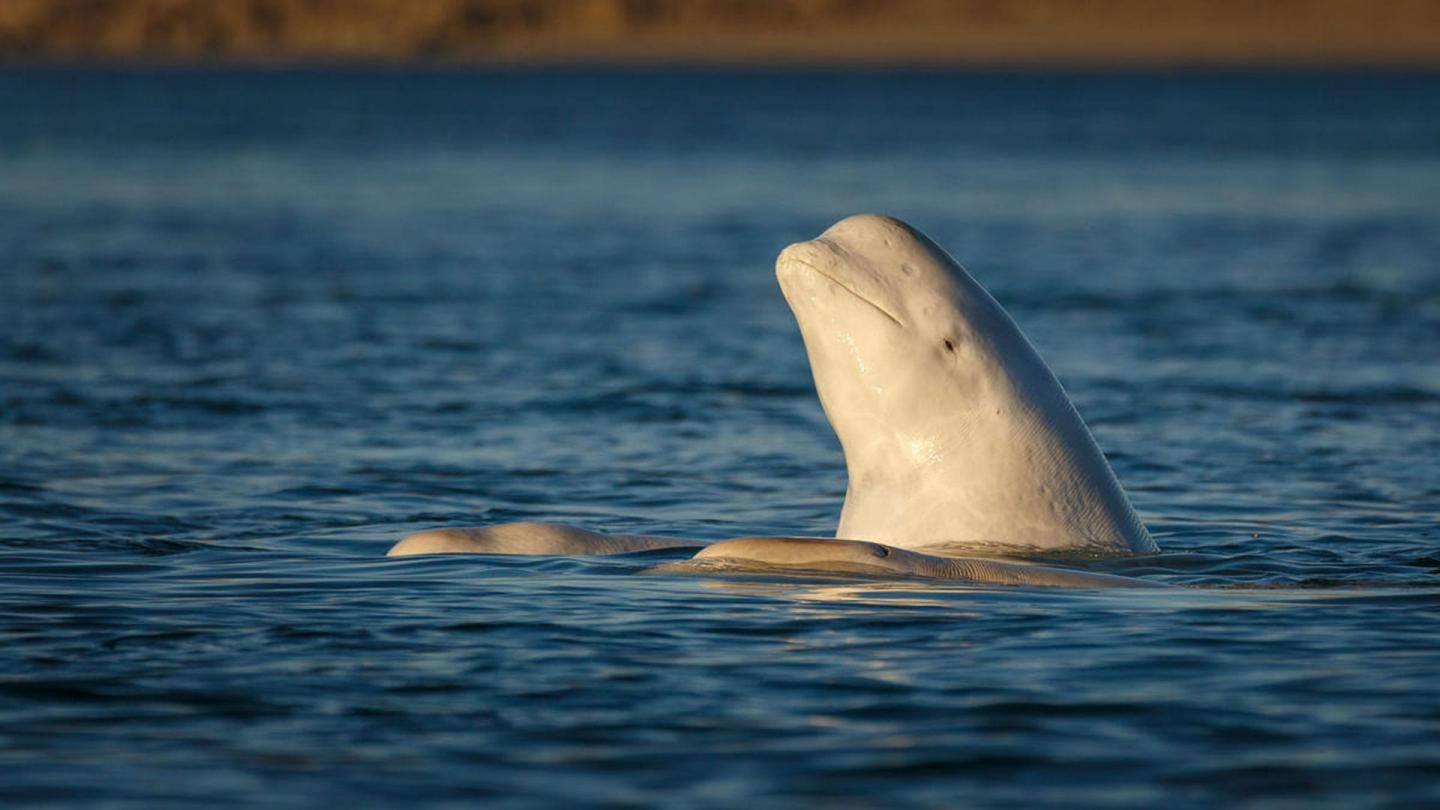 Béluga (Delphinapterus leucas), Ile de Somerset, Arctique Canadien