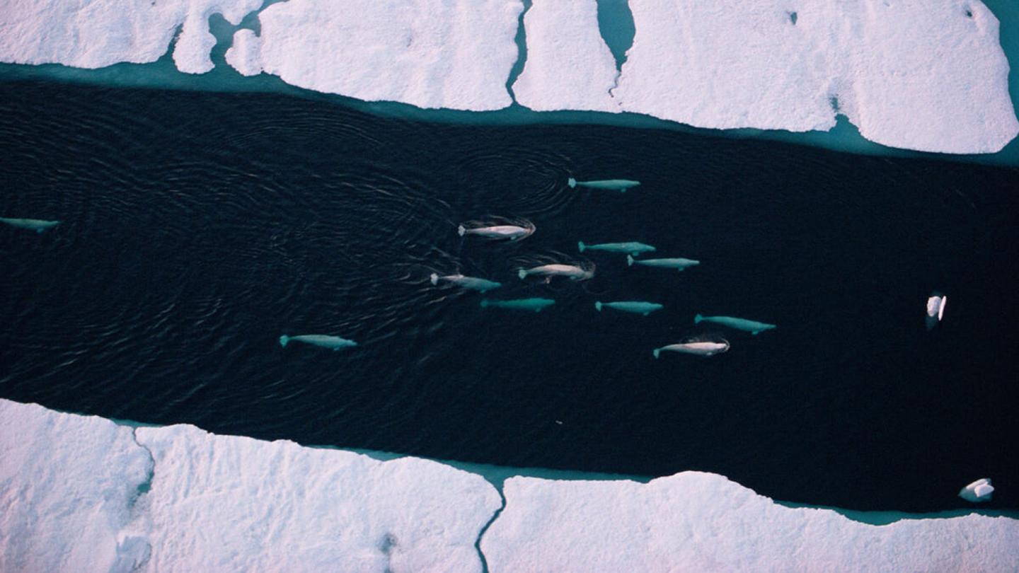 Vue aérienne d'un groupe de bélugas (Delphinapterus leucas) migrant entre deux bloc de glace dans l'Arctique canadien