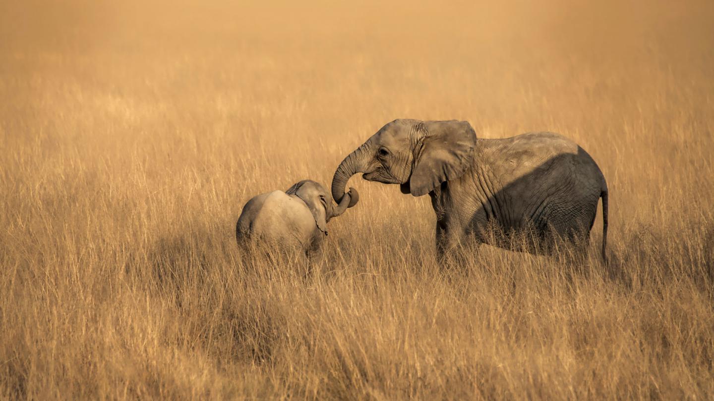 Une femelle éléphant de savane d'Afrique (Loxodonta africana) et son enfant au milieu  du parc national Amboseli au Kenya.