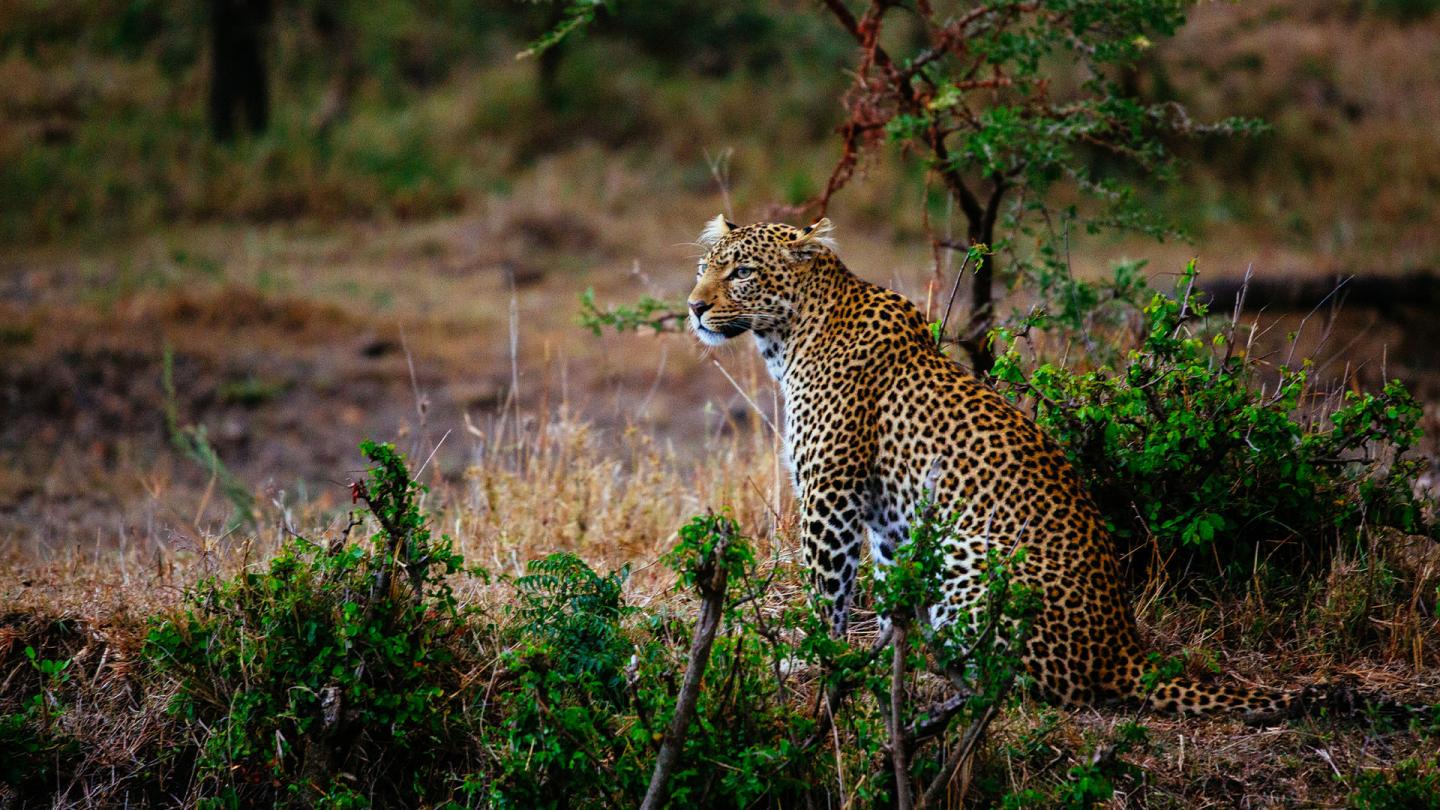Un léopard (Panthera pardus) est assis dans l'herbe dans une réserve au Kenya.