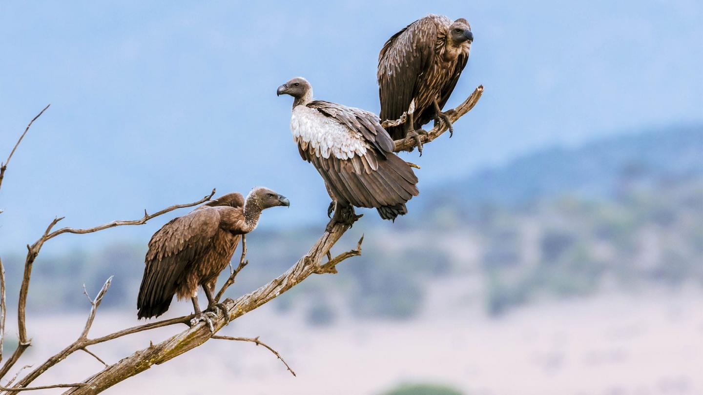 Trois vautours à dos blancs (Gyps africanus) sont posés sur une branche au Kenya.