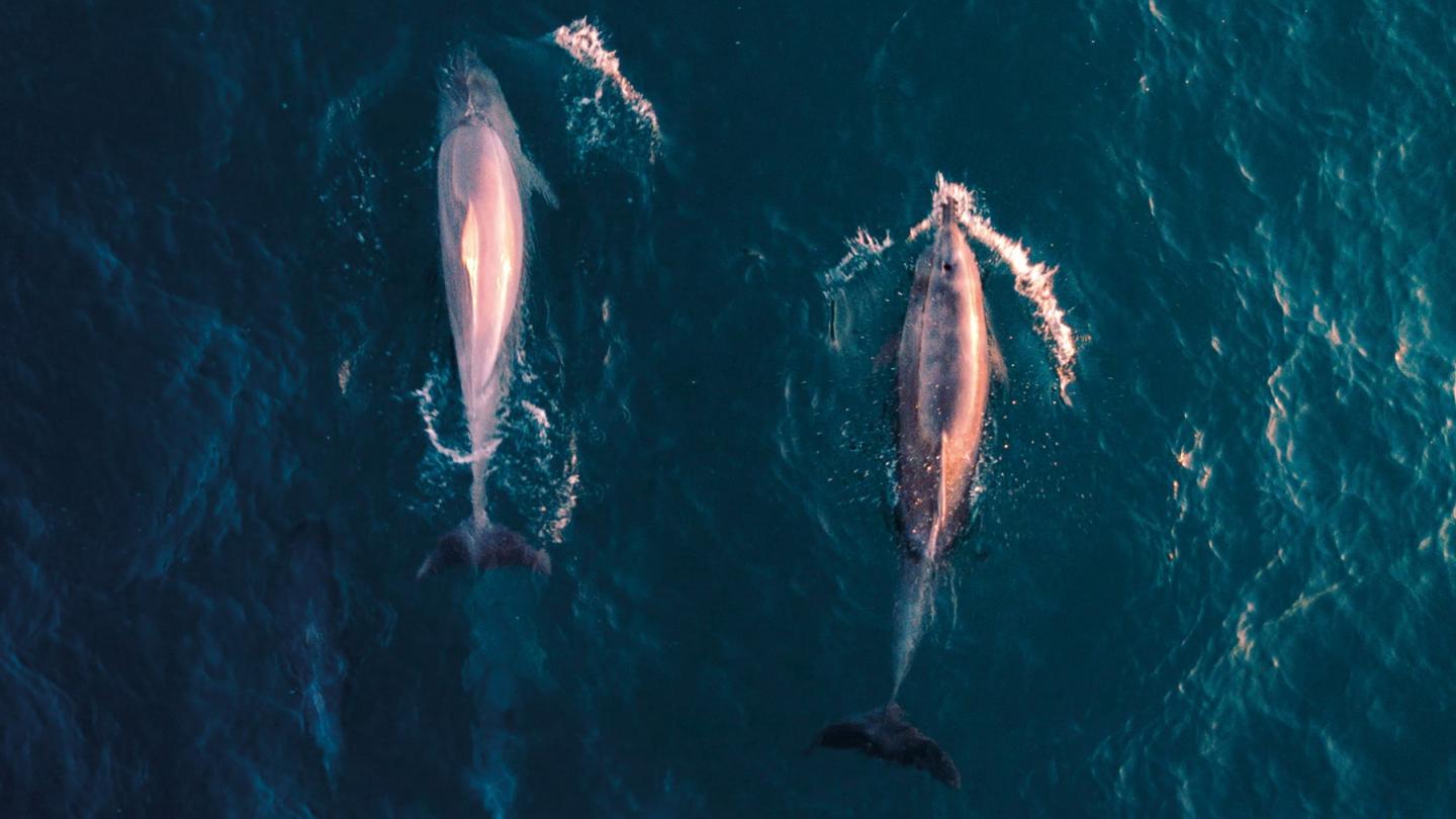 Deux dauphins