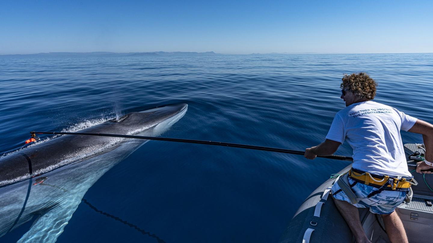 Balisage d'une baleine en Méditerranée