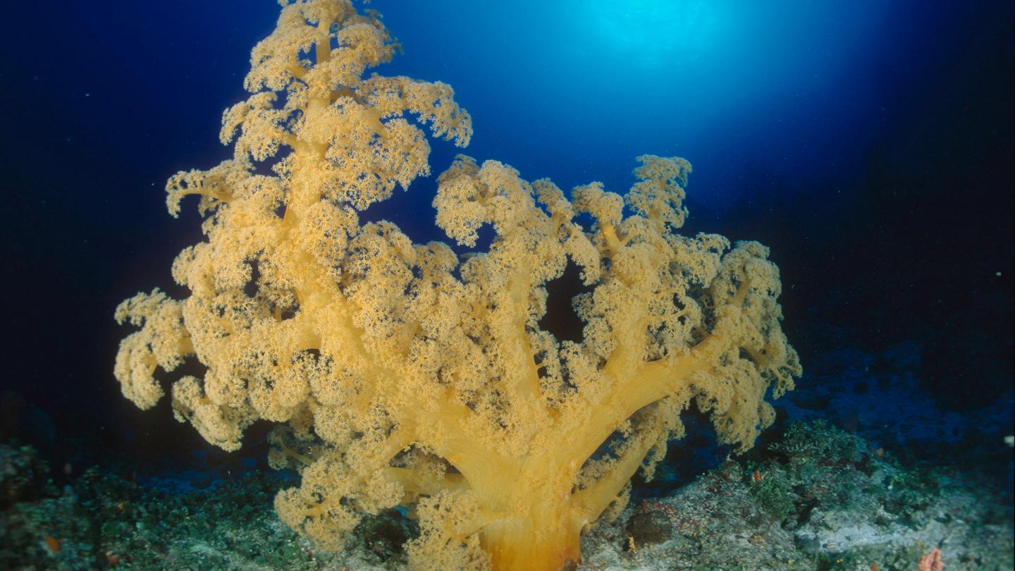 Corail de la grande barrière, Queensland (Australie)