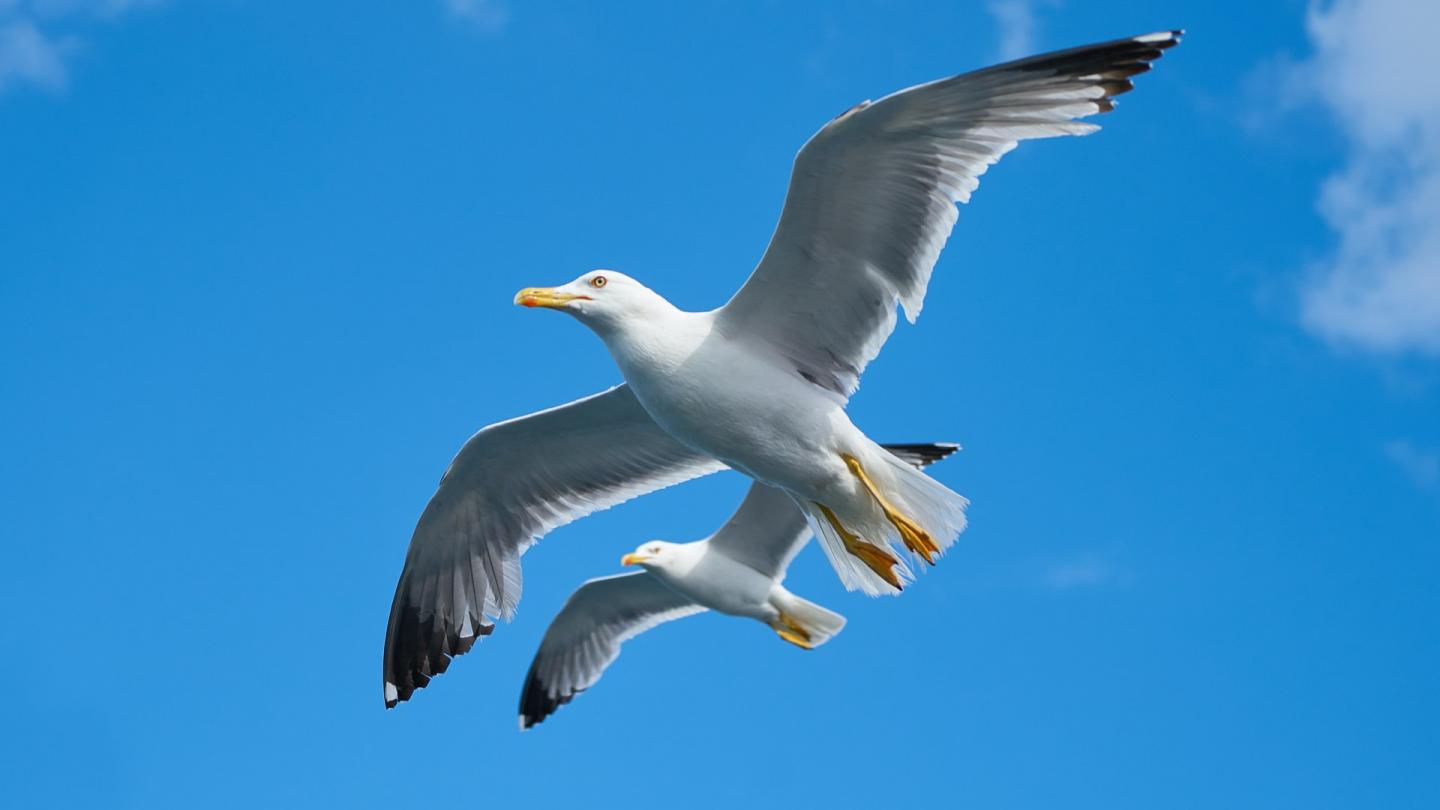 Deux goélands argentés (Larus argentatus) en vol