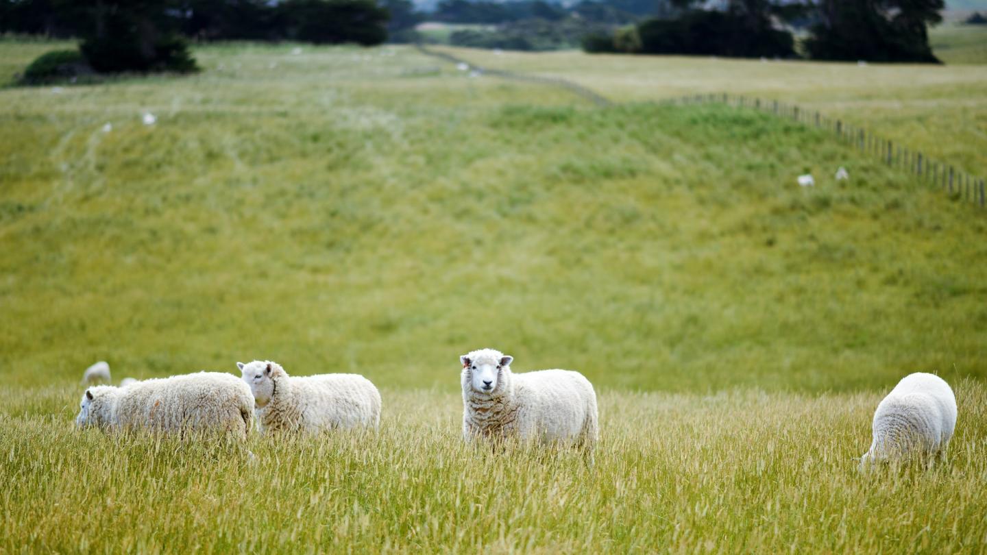 Des moutons dans un champ en Nouvelle-Zélande