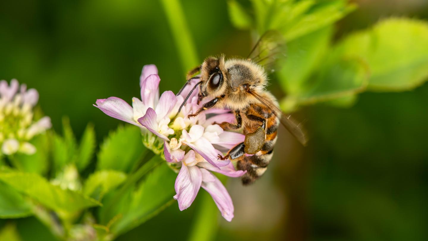 Une abeille à miel (Apis mellifera) qui butine une fleur (Trifolium resupinatum). 